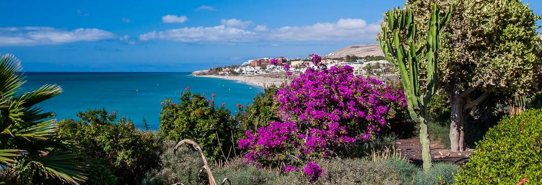 Blumen und Küste auf Fuerteventura